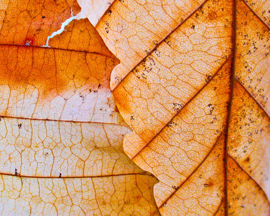 Fall Leaves, Autumn Leaves, Orange Brown, Beech Leaf Art, Autumn Art, Leaf Wall Art, Leaf Decor, October Color, Nature Fine Art 8x10 Print