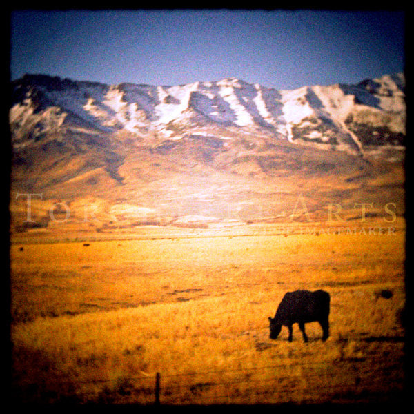 Black Cow Art, Grazing Cow Pasture, Cow Photography, Ruby Mountains Of Nevada, Nevada Photography, Wild West, Western Photography Print