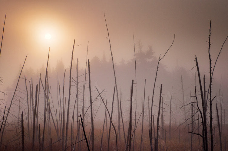 Foggy Landscape Photography, Beige Misty Warm Gray Wall Art, Fog Photo, Adirondack, Gray Art, New York Sunrise, Dead Trees 8x12 Print