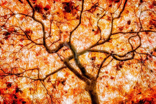 Autumn Maple Radiance