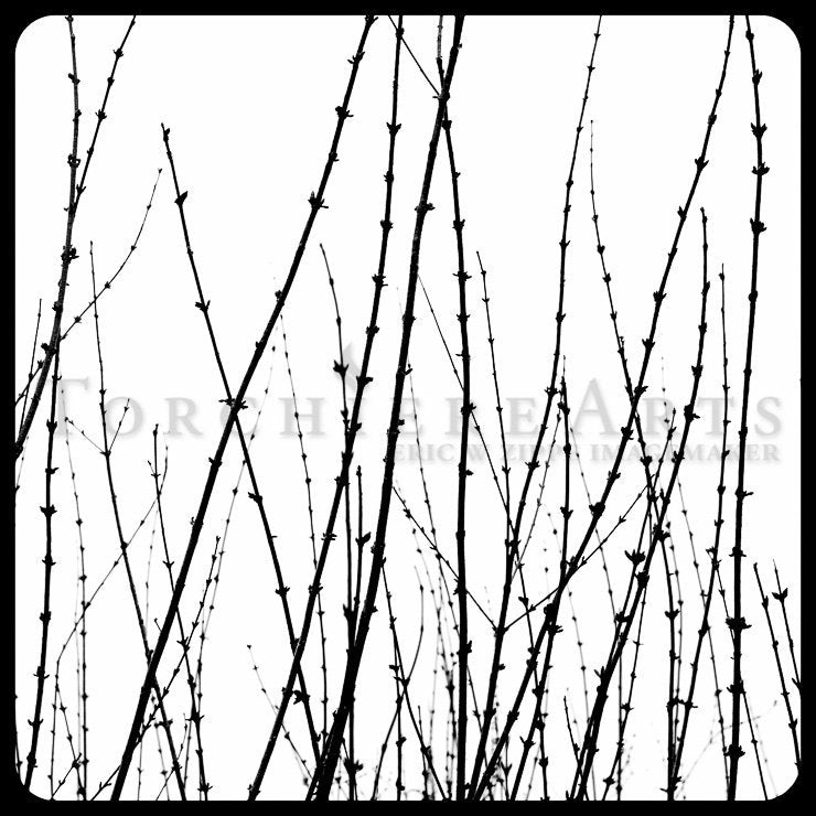 Bare Branches In Winter, Black And White Art, Winter Silhouette Art, Winter Photography, Forsythia Wall Art, Nature Photography Print