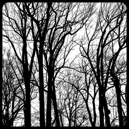 Tree Silhouette, Tree Photography, winter tree, Bare tree Photograph print