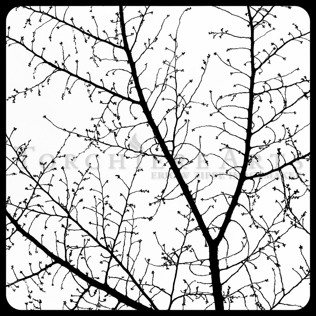 Cherry Tree Silhouette, Winter Cherry Tree Photography, Winter Tree, Black And White Fine Art Photography,