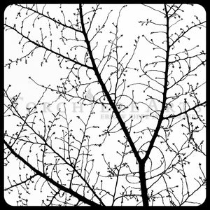 Cherry Tree Silhouette, Winter Cherry Tree Photography, Winter Tree, Black And White Fine Art Photography,