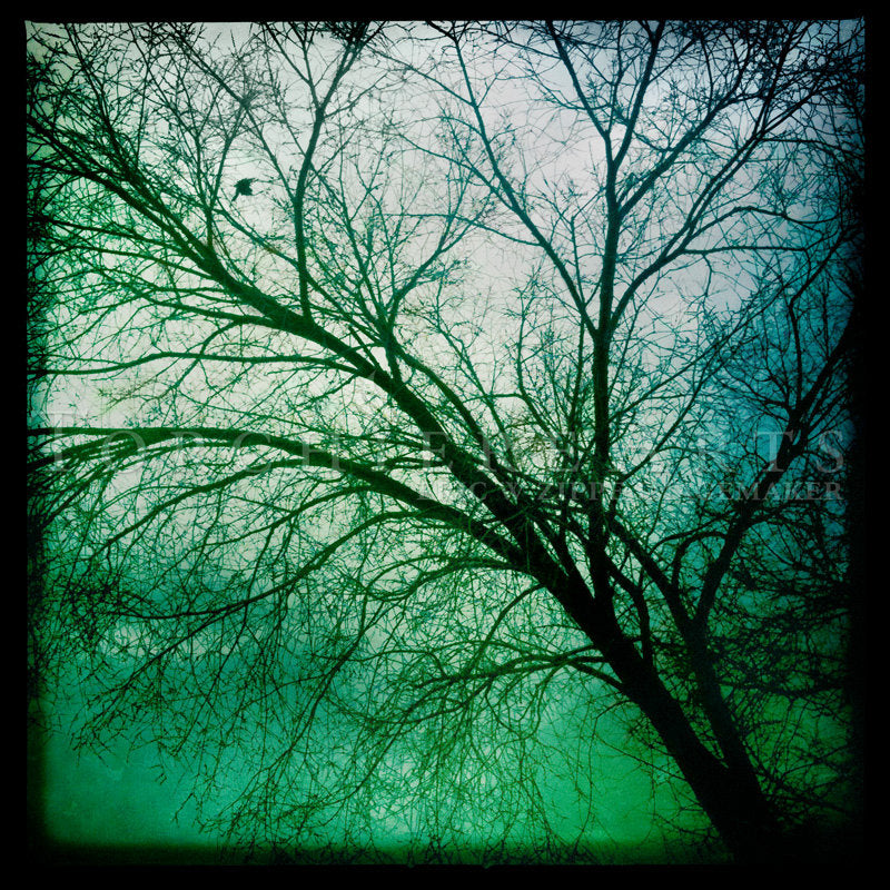 Winter Tree, Winter Photography, Aqua, Teal Green Art, Ethereal Tree Wall Art, Bare Tree, Cherry Tree Silhouette, Nature Photography